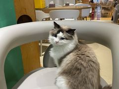 -藏猫猫咖啡主题馆(中央大道店)