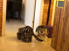 -名猫咖啡馆·撸猫·拼豆