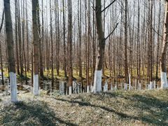 -桤木河湿地公园