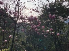 -南山植物园