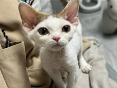 -山宅一喵德文卷毛猫舍