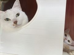 -猫爷宠物生活馆·撸猫馆