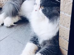 -Catmate·猫肥家润(金润铂宫店)