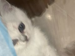 -共舞时光猫咖·狗咖(新街口店)