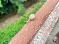 -西双版纳原始森林公园