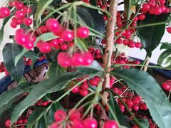 -漾亚·雍雅合鲜(鹭岛店)