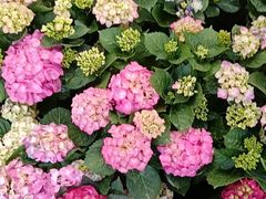 -金科花卉市场
