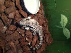 -上海大自然野生昆虫馆