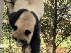 -都江堰中华大熊猫苑