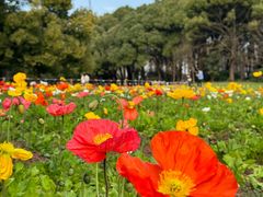 -上海共青森林公园