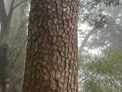 -天目山大树王景区