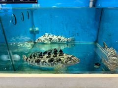 -鲜鲜·鲅鱼圈海鲜(于洪店)