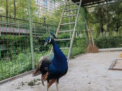 -梧桐人家中国太平国际健康颐养社区