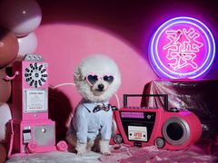 -超宠爱宠物摄影-Super pet