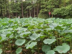 -人民公园-相亲角