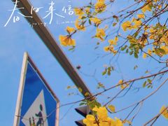 -洲头咀公园