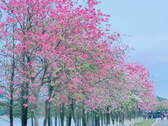 -松山湖风景区松湖烟雨