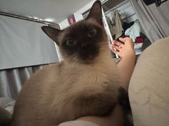 -瑞鹏宠物医院·骨科·猫科·内科(第一中心)
