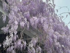 -石家庄市植物园