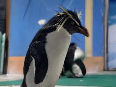 -海合安青岛极地海洋公园