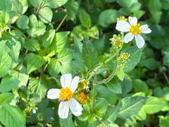 -南宁良凤江国家森林公园