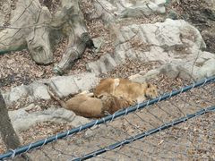 -大连森林动物园