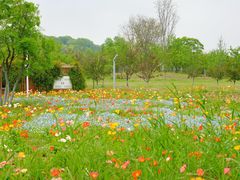 -苏州上方山国家森林公园