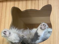 -猫和宫(六道口店)