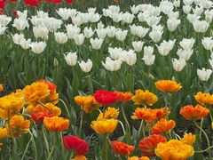 -大宁郁金香公园-停车场