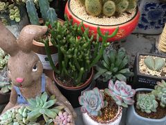 -金陵花卉交易市场