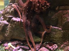-西雅图水族馆