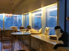 -Catmate·猫肥家润(金润铂宫店)