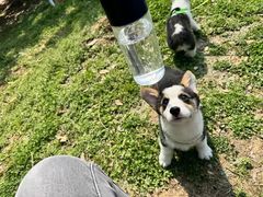 -全聚德(扬州虹桥坊店)