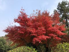 -桃花岛景观公园