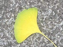 -两江幸福广场