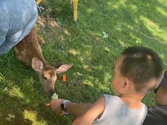 -北京鹿世界主题园