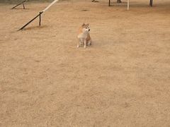-趣玩宠物乐园寄养训犬训狗游泳池