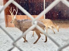 -长白山万达喜来登度假酒店