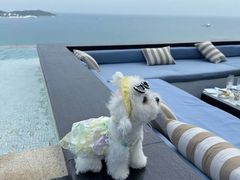 -瑰丽酒店·海吧·天际下午茶·现场DJ·天台酒吧