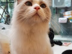 -猫咪派对(江南西店)