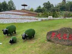 -新概念来凤鱼(璧山店)