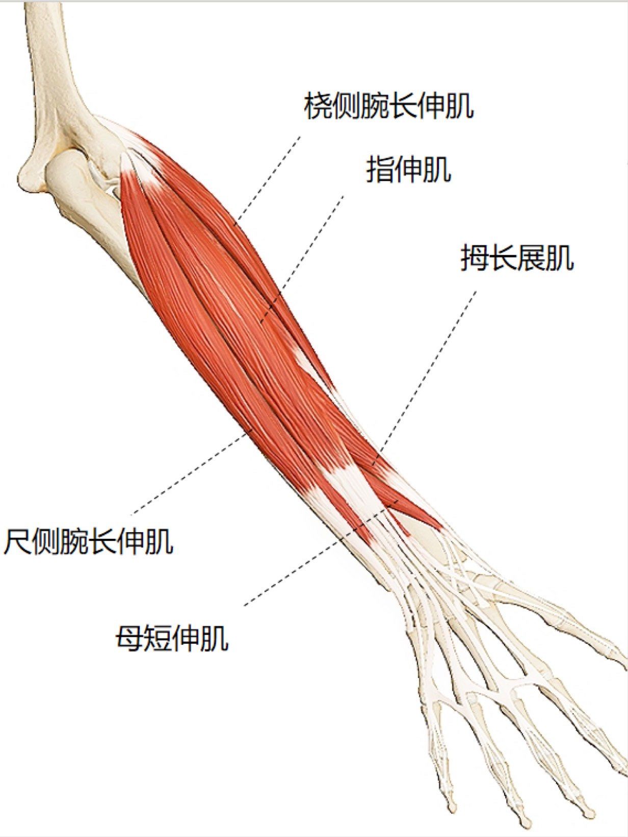 尺侧腕长伸肌,拇短伸肌,桡侧腕长伸肌,指伸肌,拇长展肌,这五块肌肉的
