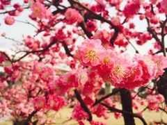 -秀丽东方