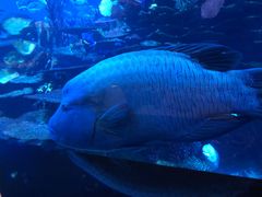 -迪拜帆船酒店海底餐厅