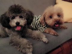 -严国平动物医院(德政总院)