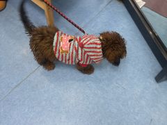 -博特宠物医院24h犬猫全科.骨科·异宠