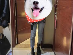 -印象高密·凤都国际大酒店