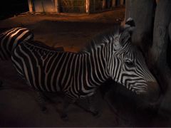 -清迈夜间动物园