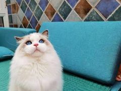 -欣宠猫屋·矮脚拿破仑·蓝金金渐层