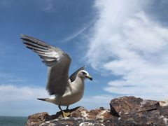 -海驴岛(荣成市)